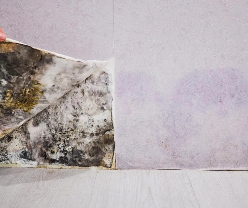 Hinter dem Schrank unter der Tapete Schimmel an der Wand